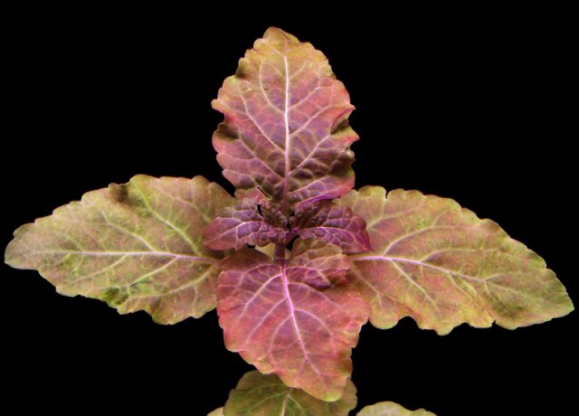 Hyptis lorentziana.jpg Hyptis lorentziana.jpg