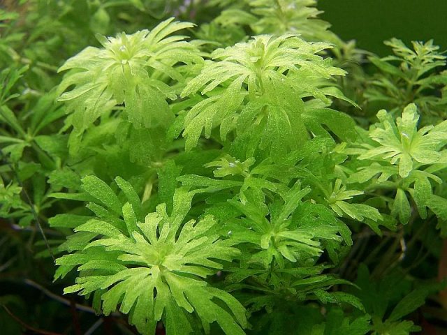 Limnophila sp Guinea 'broad leaf'.jpg
