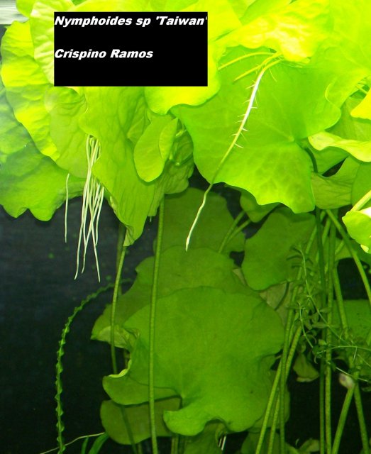 Nymphoides sp 'Taiwan'.jpg