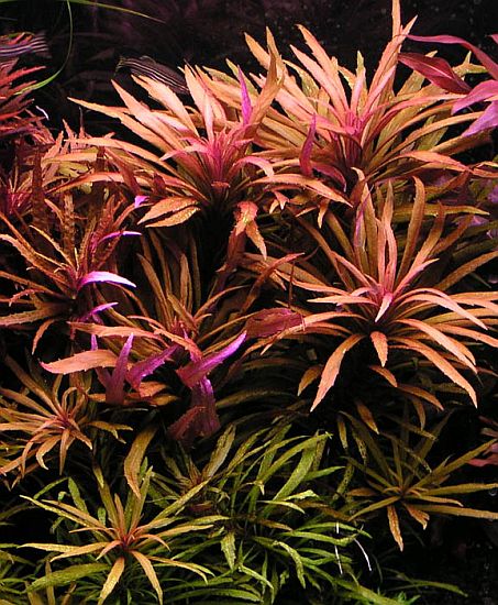 Pogostemon stellatus 'Broad Leaf'.jpg