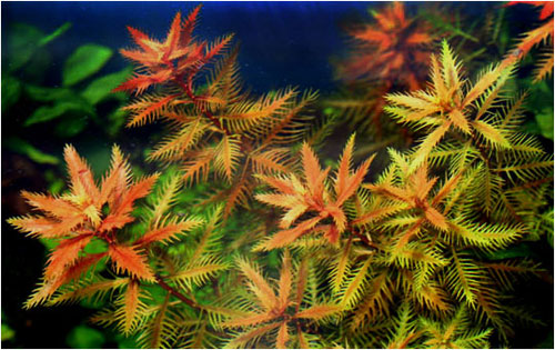 Proserpinaca palustris.jpg