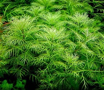 Myriophyllum mattogrossense.jpg