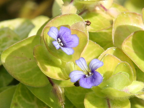 Bacopa lanigera in flower.jpg
