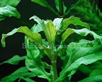 Limnophila punctata Blume.jpg