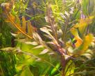 Staurogyne sp 'Bihar'.jpg
