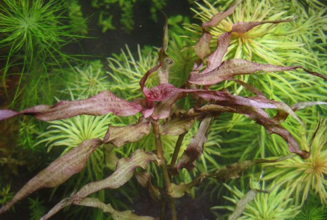 Murdannia sp Red.jpg