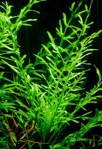 Hygrophila sp 'Guinea'.jpg