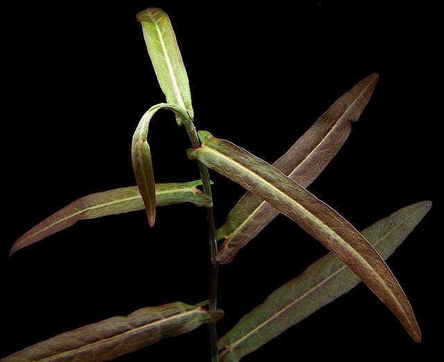 Polygonum sp 'Porto Velho'.jpg