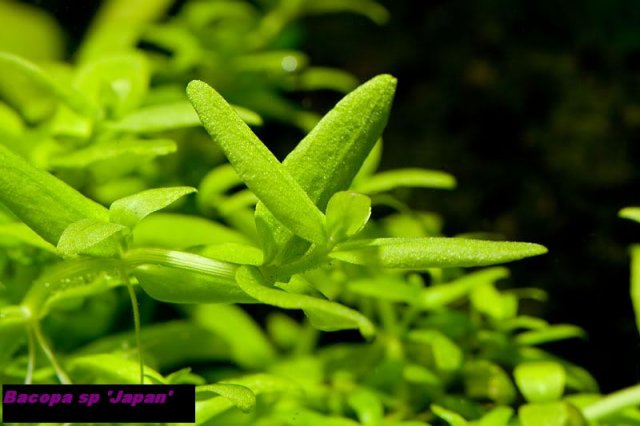 Bacopa sp 'Japan'.jpg