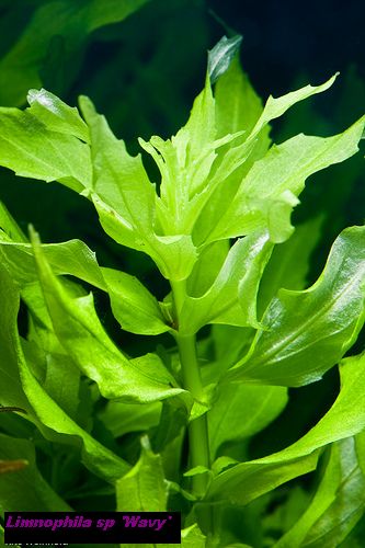 Limnophila sp 'Wavy'.jpg