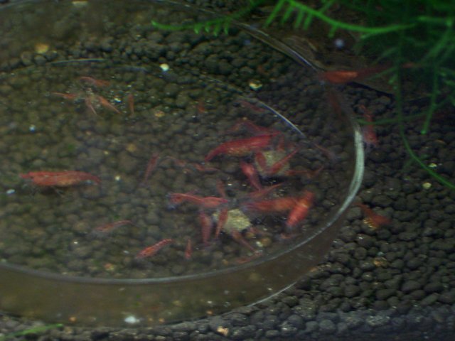 Red Cherry Shrimp 011.jpg