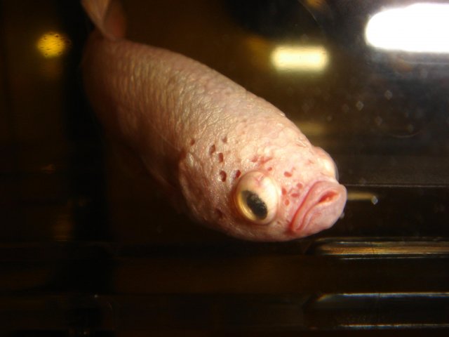 Betta with HITH.jpg Betta with HITH.jpg
