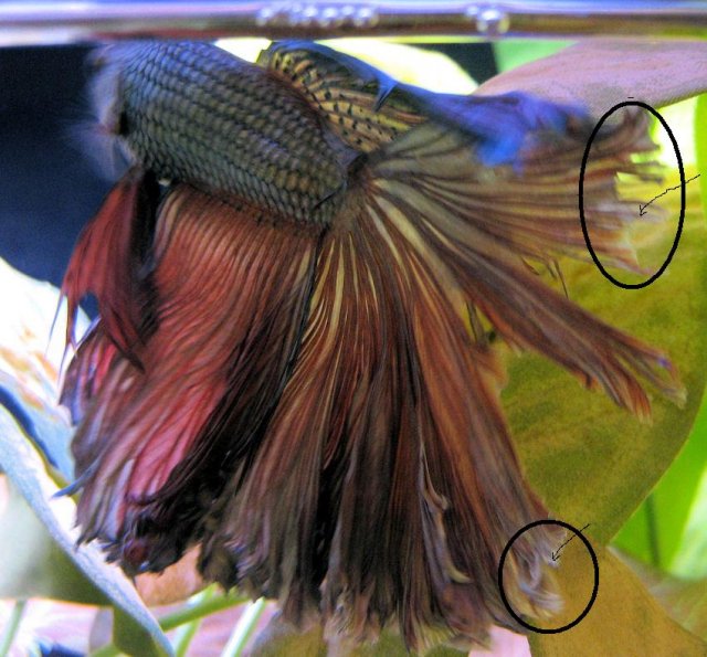 Betta VT with fins torn circled.jpg Betta VT with fins torn circled.jpg