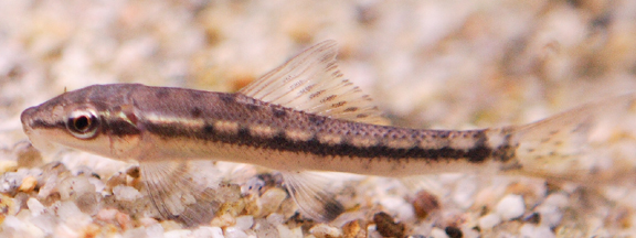 algaeat.JPG algaeat.JPG