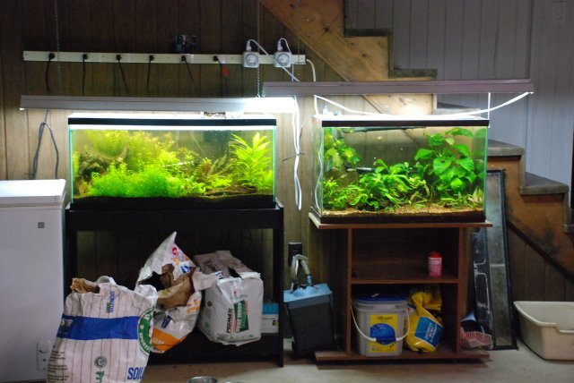 fishroom 012.jpg