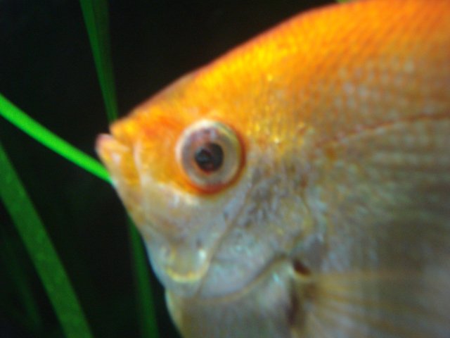 eye 004.jpg