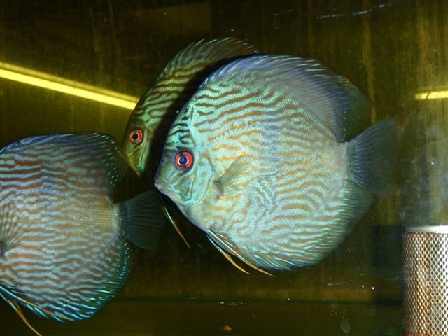 Jatapu Heckel 8-12 cm.JPG