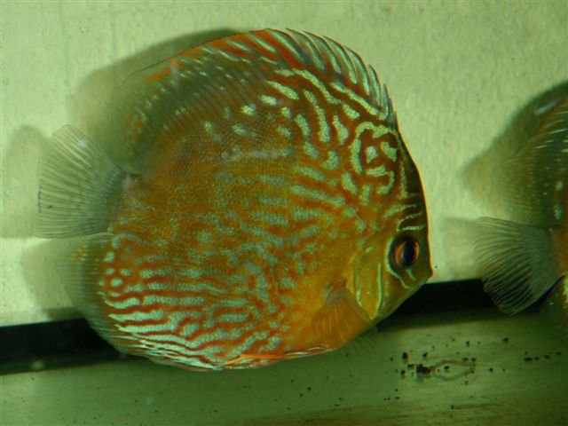 Gipsy Cigano a.JPG