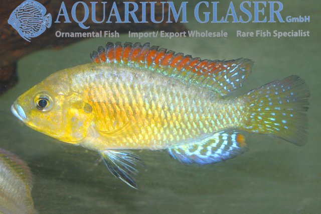 Pseudocrenilabrus multicolor victoriae.jpg