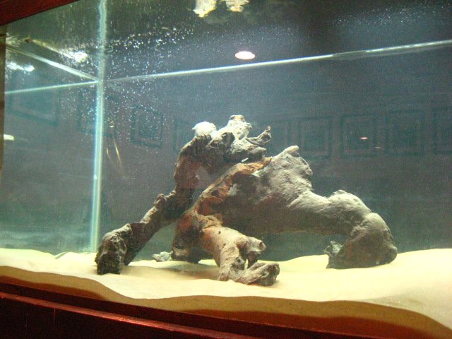 IMG_3278.JPG