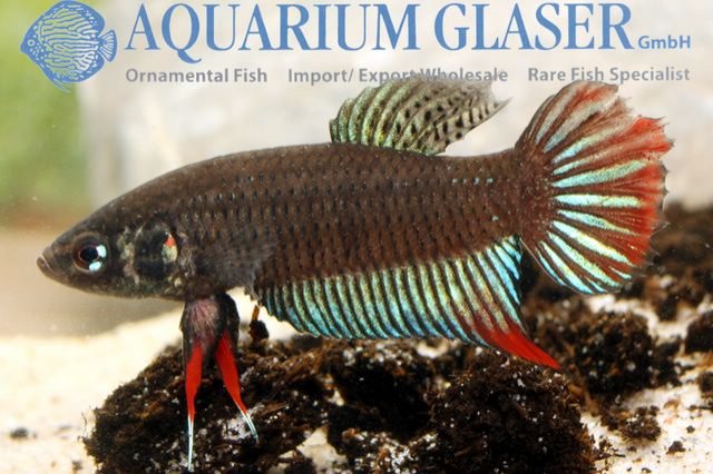 Betta cf imbellis.jpg