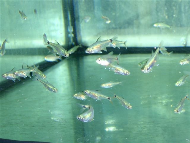 Cheirodon sp. red fin a.JPG