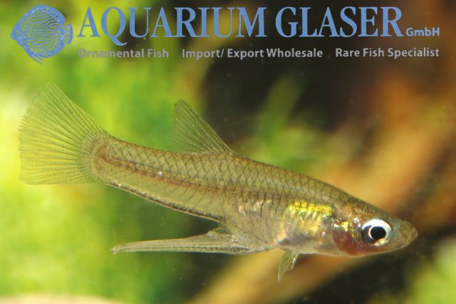 Girardinus falcatus M.jpg