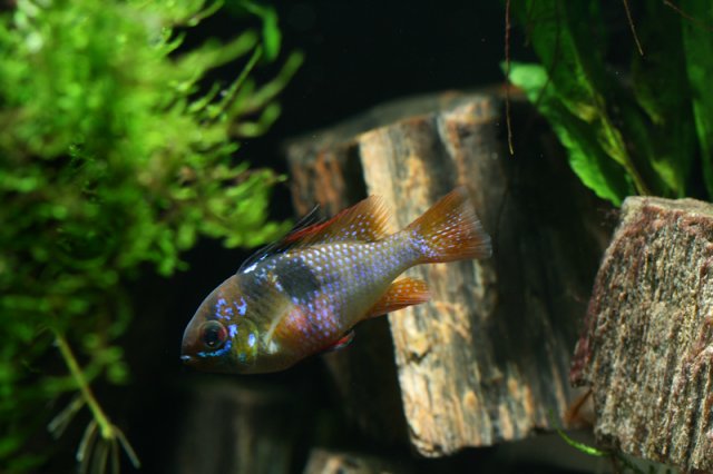 fish-1-2.jpg