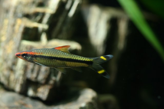 fish-1-3.jpg