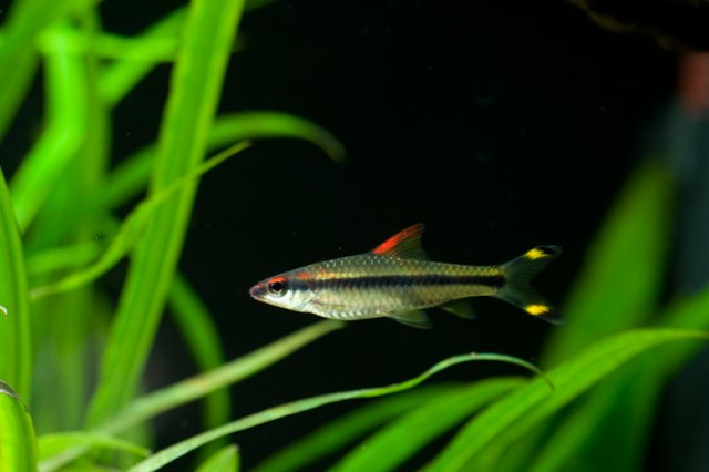 fish-1-5.jpg