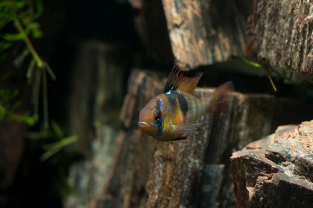 fish-1-4.jpg