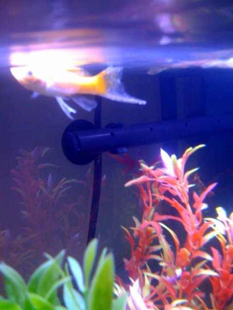 fish.jpg