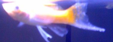 Duragon fish2.jpg