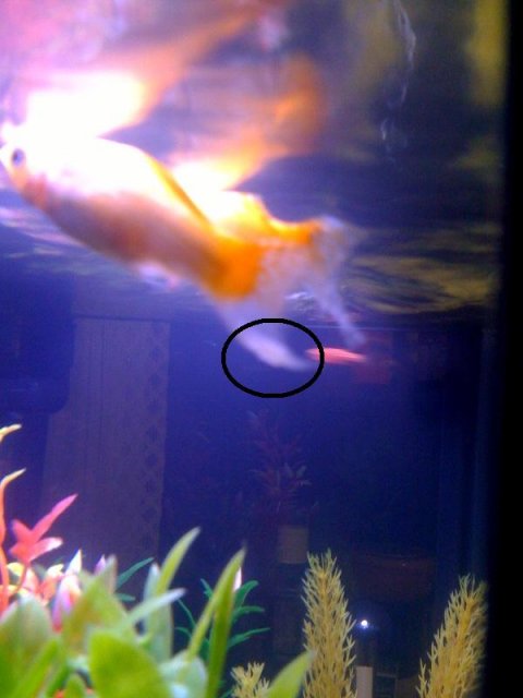 fish2.jpg