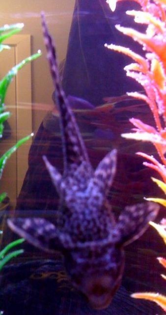 pleco1.jpg