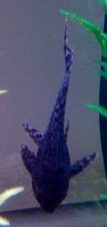 pleco2.jpg