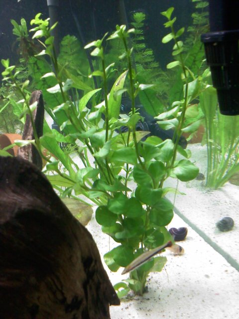 plant.jpg