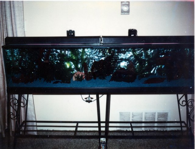 Aquarium 6 Ft Tank Blue Gravel.JPG