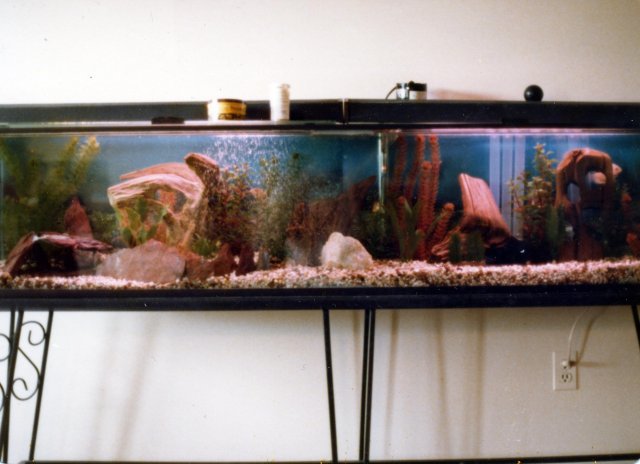 Aquarium 6 Ft Tank Natural Gravel.JPG