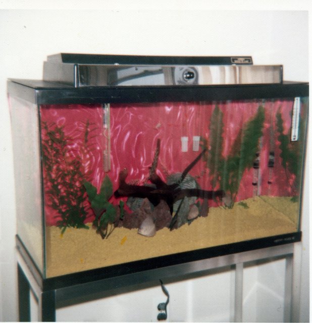 Aquarium Discus and Yellow Sand 2.JPG