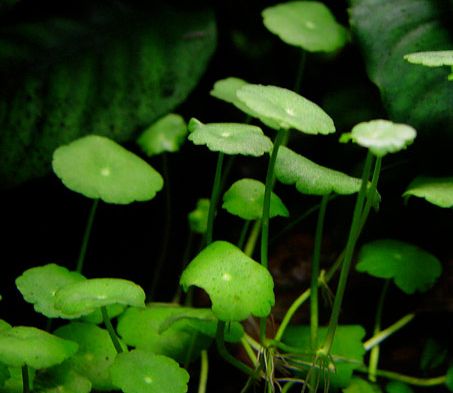 Hydrocotyle verticillata.jpg