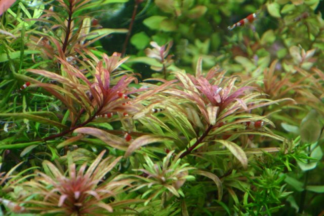Ludwigia inclinata verticillata 'Cuba'.jpg