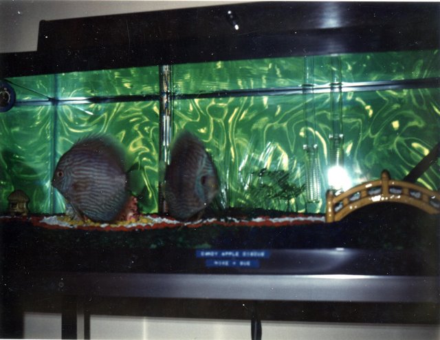 Aquarium with Discus and Path 1974.JPG