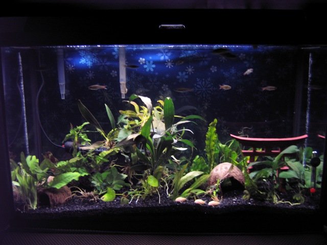 29g fts.JPG
