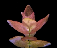 Bacopa colorata.jpg