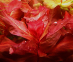 Rotala macranda 'Japan Red'.jpg