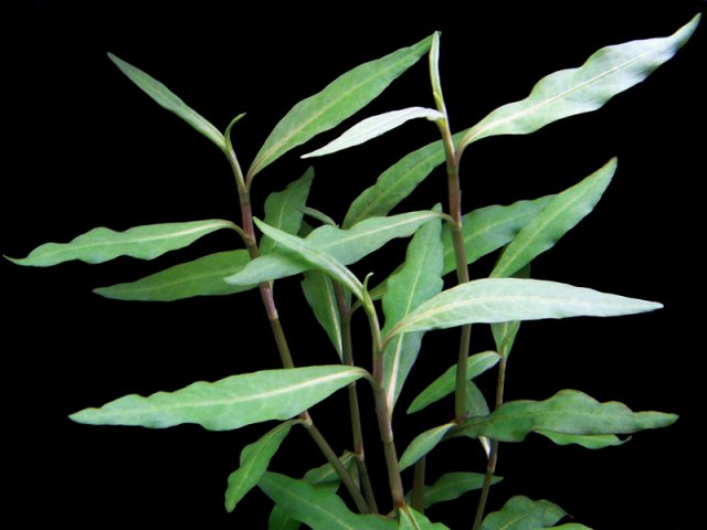 Polygonum hydropiperoides.jpg