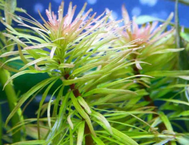 Ludwigia inclinata verticillata 'Cuba'.jpg