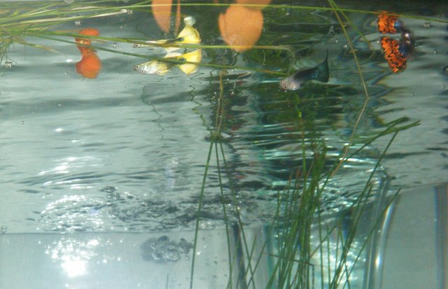 DSCF0584.jpg