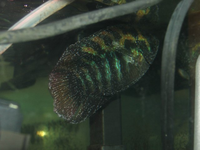 DSCF2066.JPG
